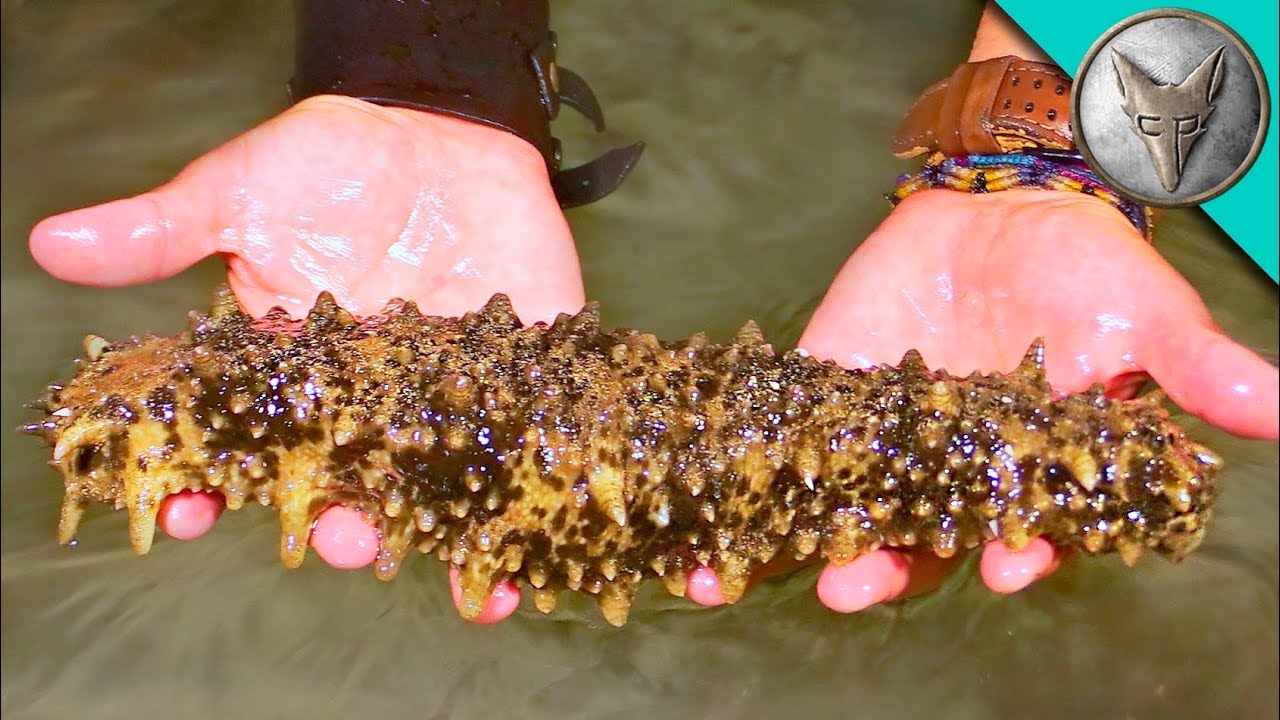 Don't Touch the SLIMIEST Creature in the Ocean!