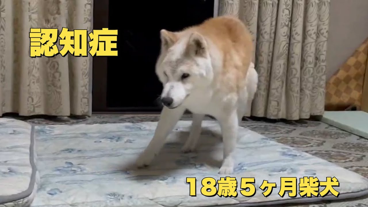 （18歳柴犬）犬の認知症の様子（老犬）（シニア犬）