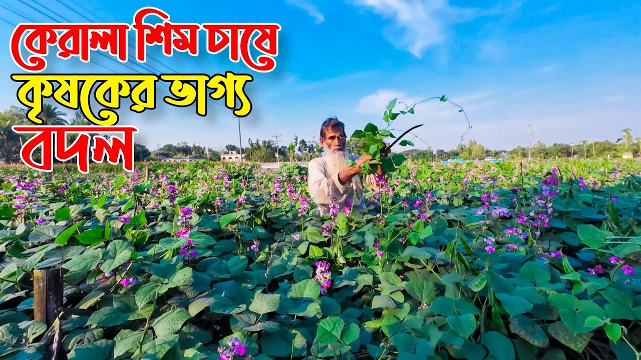 আগাম জাতের কেরালা শিম চাষ করে ভাগ্য ফিরেছে কৃষকের । আগাম জাতের শিম চাষ পদ্ধতি । সফল কৃষকের গল্প