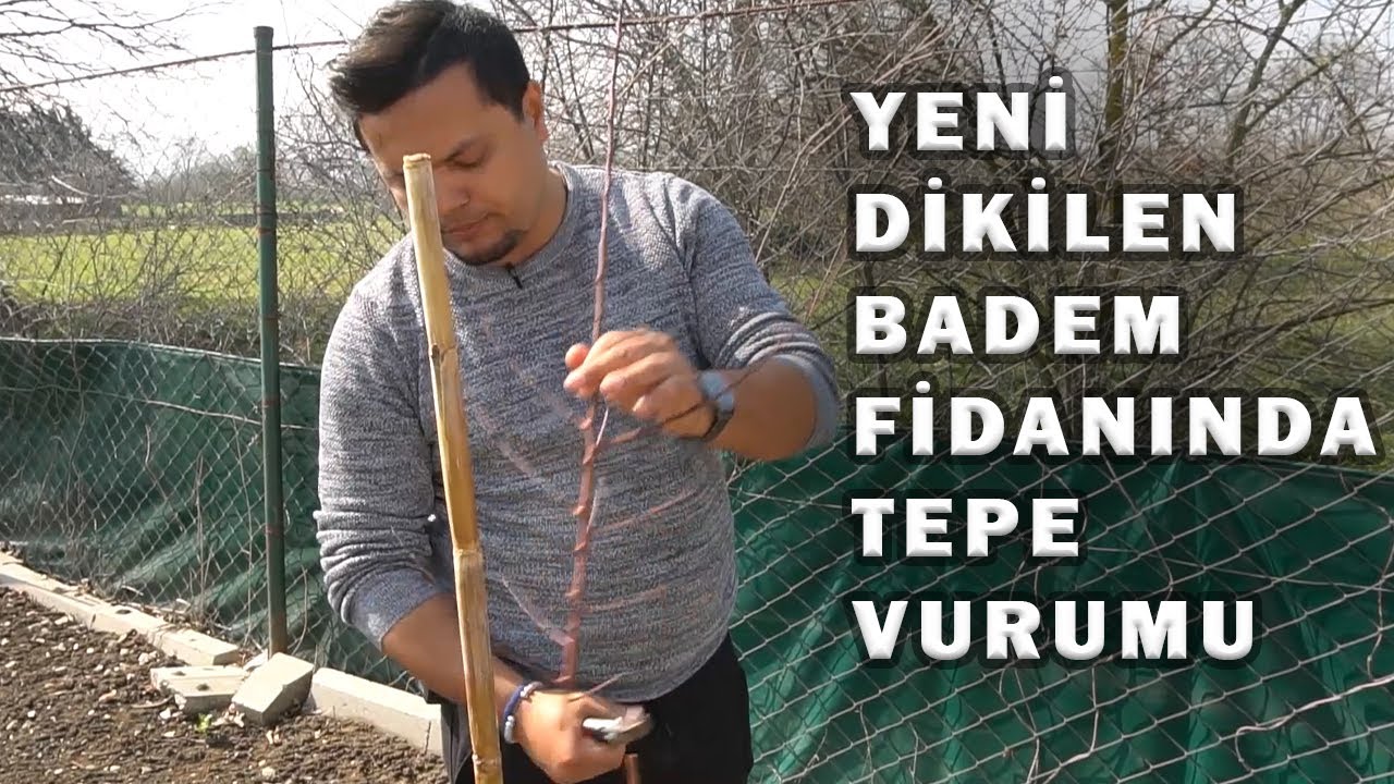 YENİ DİKİLEN BADEM FİDANINDA TEPE VURUMU NASIL YAPILMALI ?