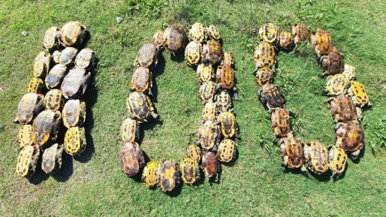 遂に100話!!感謝のカメ超高速乱獲100連発映像‼【琵琶湖ガサガサ探検記100】