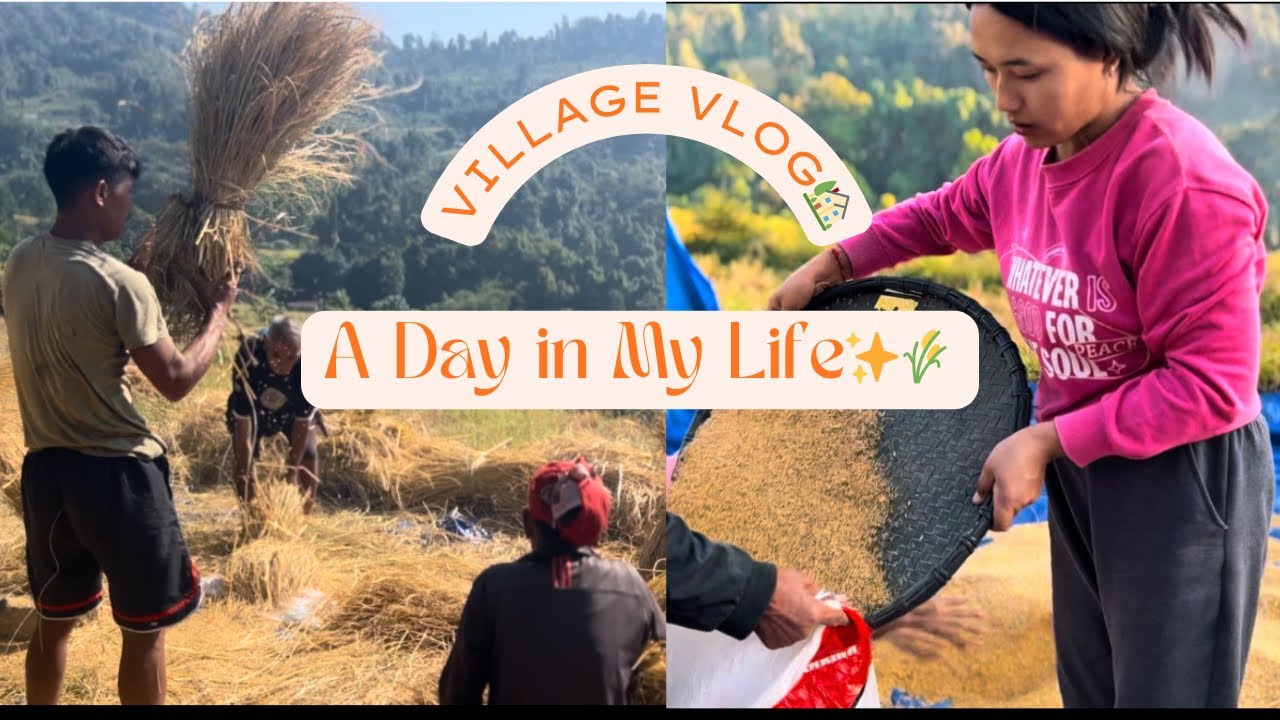 A Day in My Life||Paddy Harvesting Season||Late Vlog 🥹✨