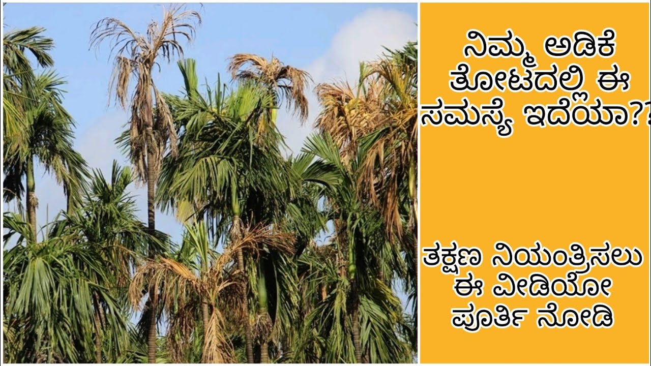 Fruit rot | Bud rot | Crown rot | Arecanut diseases | ಅಡಿಕೆ ಕೊಳೆ ರೋಗಗಳು | ನಿಯಂತ್ರಿಸುವುದು ಹೇಗೆ??