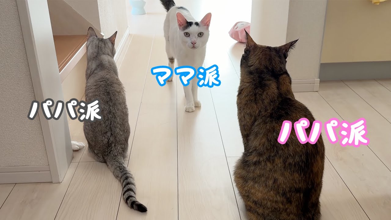 朝にママの周りに集まる猫たち…！