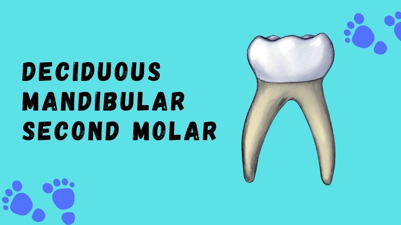Deciduous Mandibular Second Molar | Deciduous Tooth Morphology