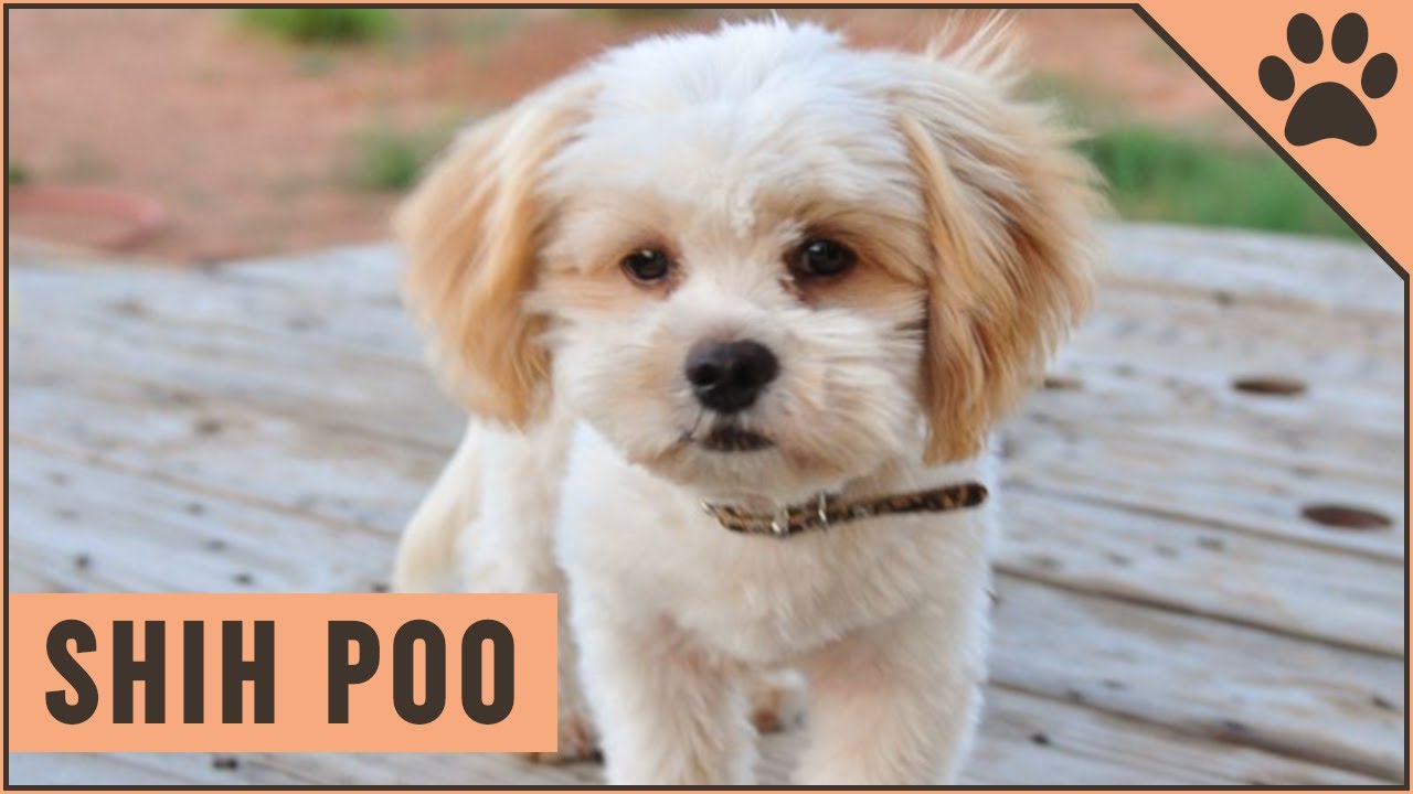 Shih Poo | Poodle - Shih Tzu Mix