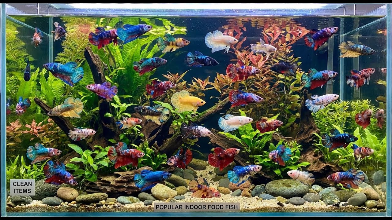 Top 10 Rarest Betta Fish in the World | Extremely Beautiful & Hard to Find #RarestBetta #BettaFish