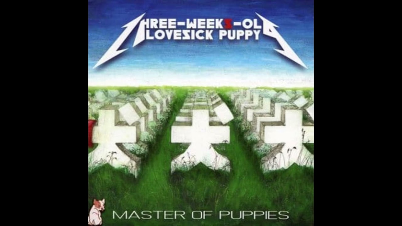 Three-weeks-old Lovesick Puppy - M.C.B.G.M