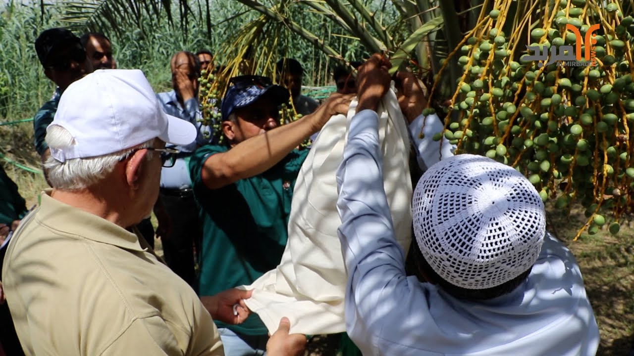 لزيادة إنتاجية النخيل .. منظمة الـ FAO وزراعة البصرة يقيمان محاضرة عملية للفلاحين