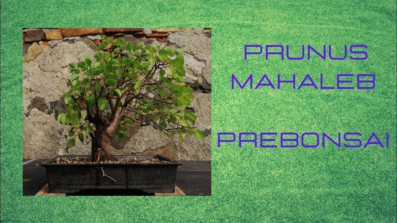 Prunus Mahaleb Prebonsai