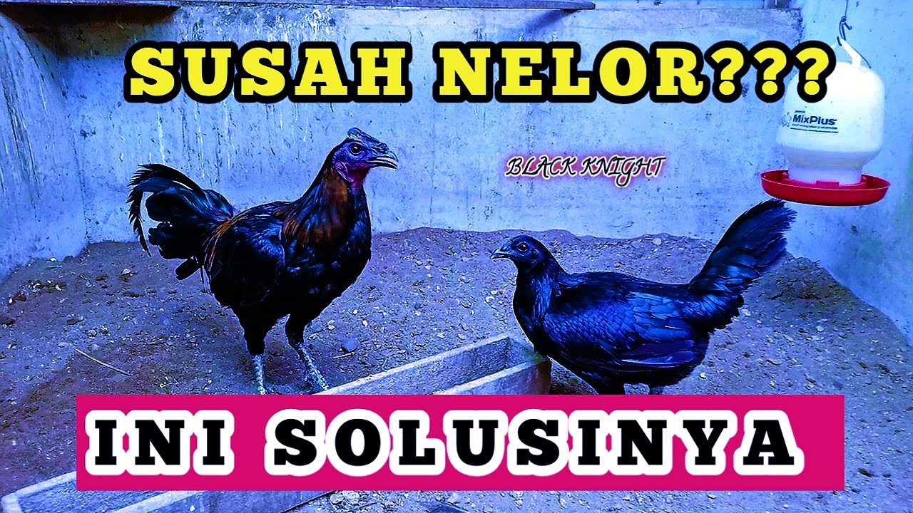 PENYEBAB DAN SOLUSI INDUKAN YANG SUSAH BERTELUR
