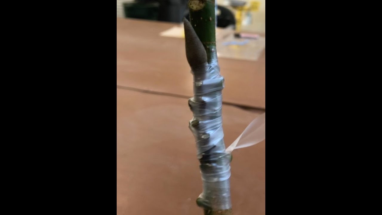 Veneer Grafting Magnolia