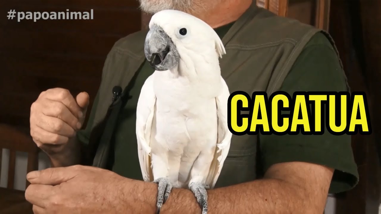 CACATUA