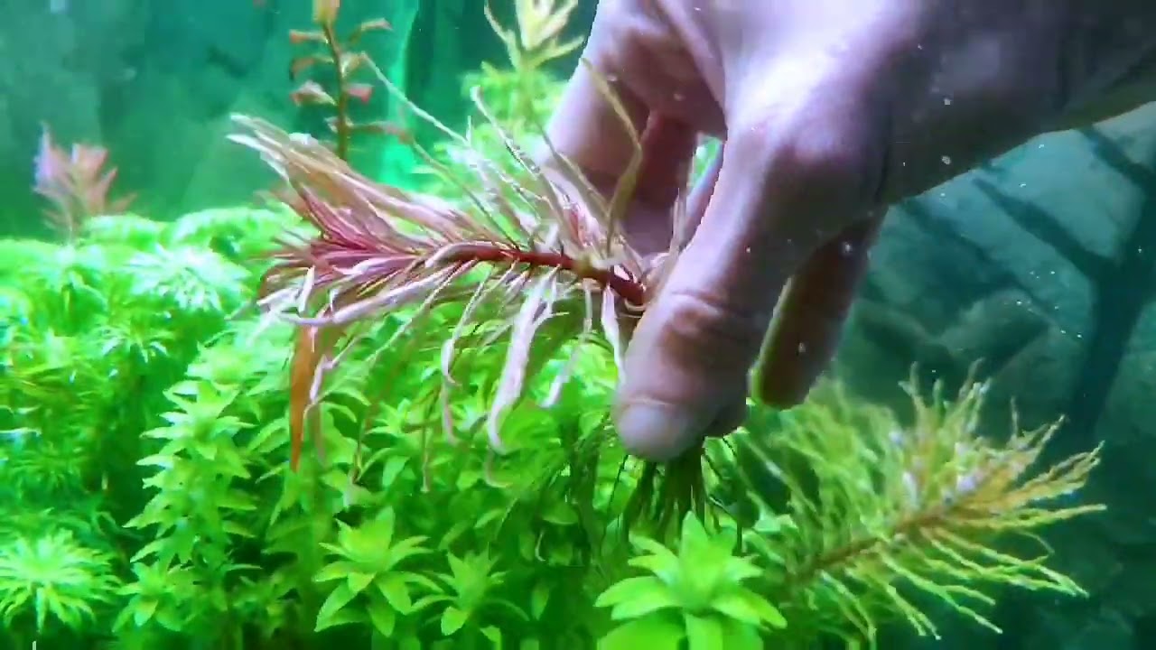 ludwigia White  