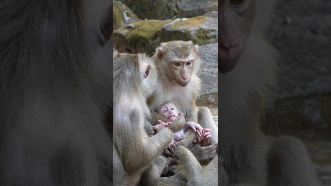 Poor Baby Monkey Levy, Baby So Cute & Lovely