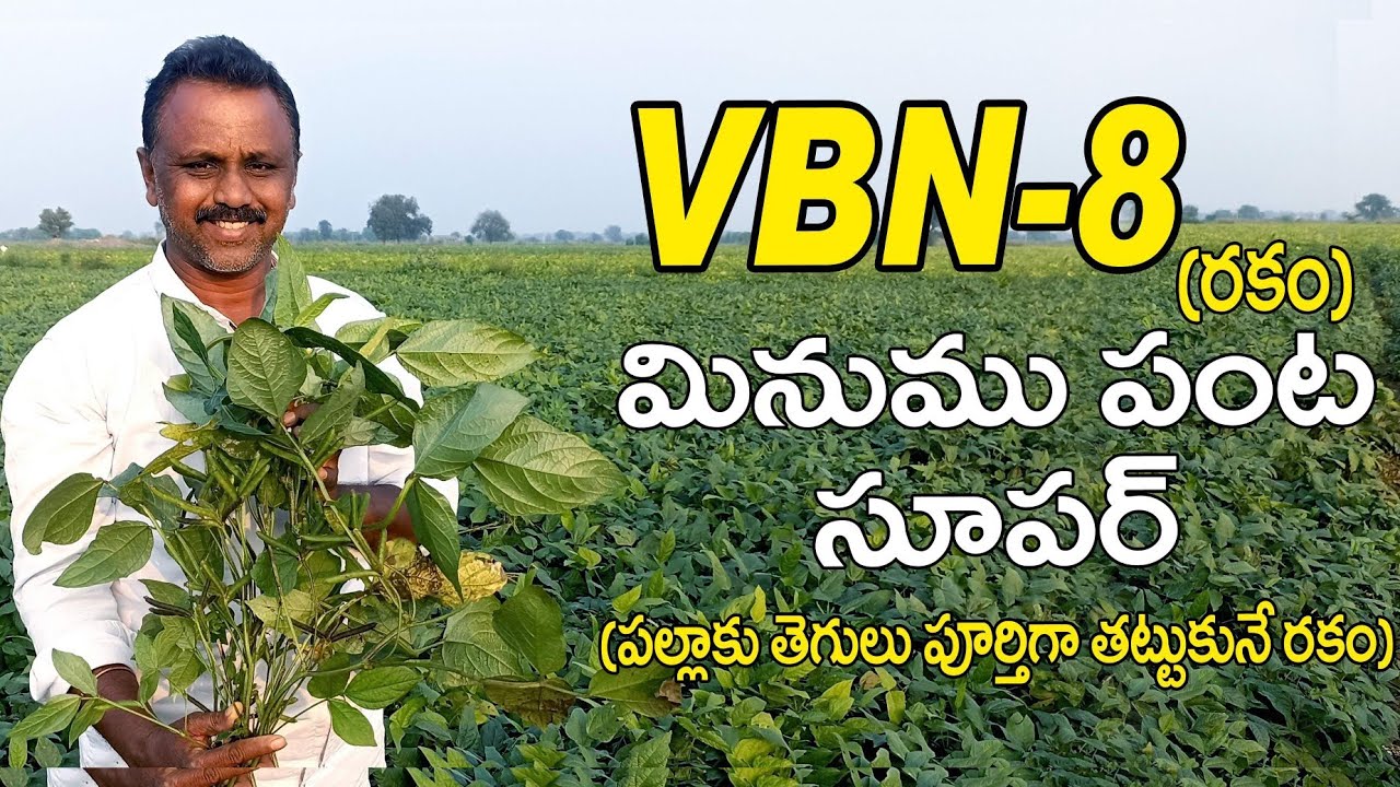 అదిక దిగుబడినిచ్చే నూతన వంగడం VBN 8 మినుము పంట || High Yields New BlackGram VBN-8 Variety