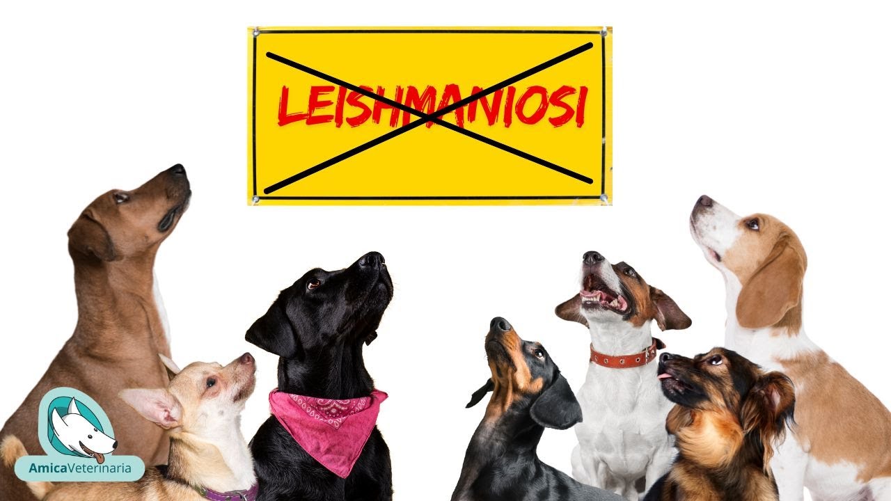 Leishmania nel cane: come prevenirla?