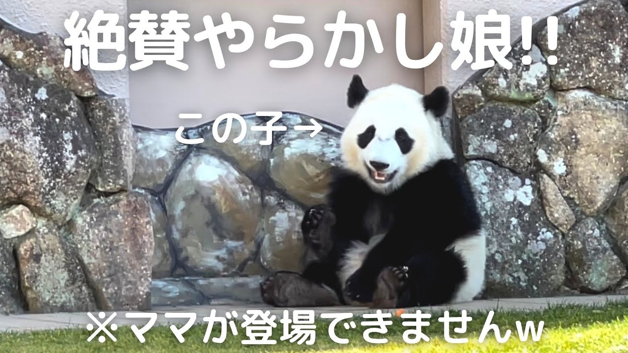 もはや...パンダ芸人😂やらかしといてキレる天然ぶりに爆笑w子パンダ楓浜の登場劇場🍁