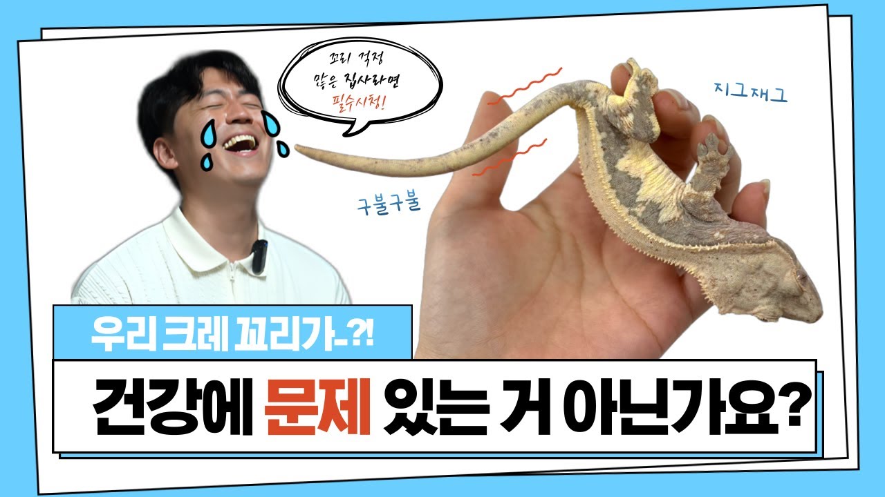 꼬리가 꺾이는 이유! 크레스티드게코의 건강 관리, 꼬리 관리방법! 사육장이 청결해야하는 이유