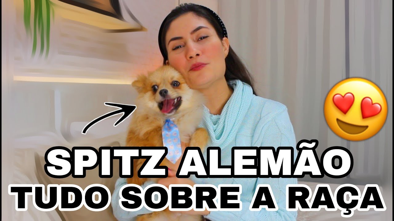 TUDO SOBRE SPITZ ALEM&Atilde;O MACHO | CURIOSIDADES | COMO FOI A CASTRA&Ccedil;&Atilde;O E ADAPTA&Ccedil;&Atilde;O COM OUTRO CACHORRO