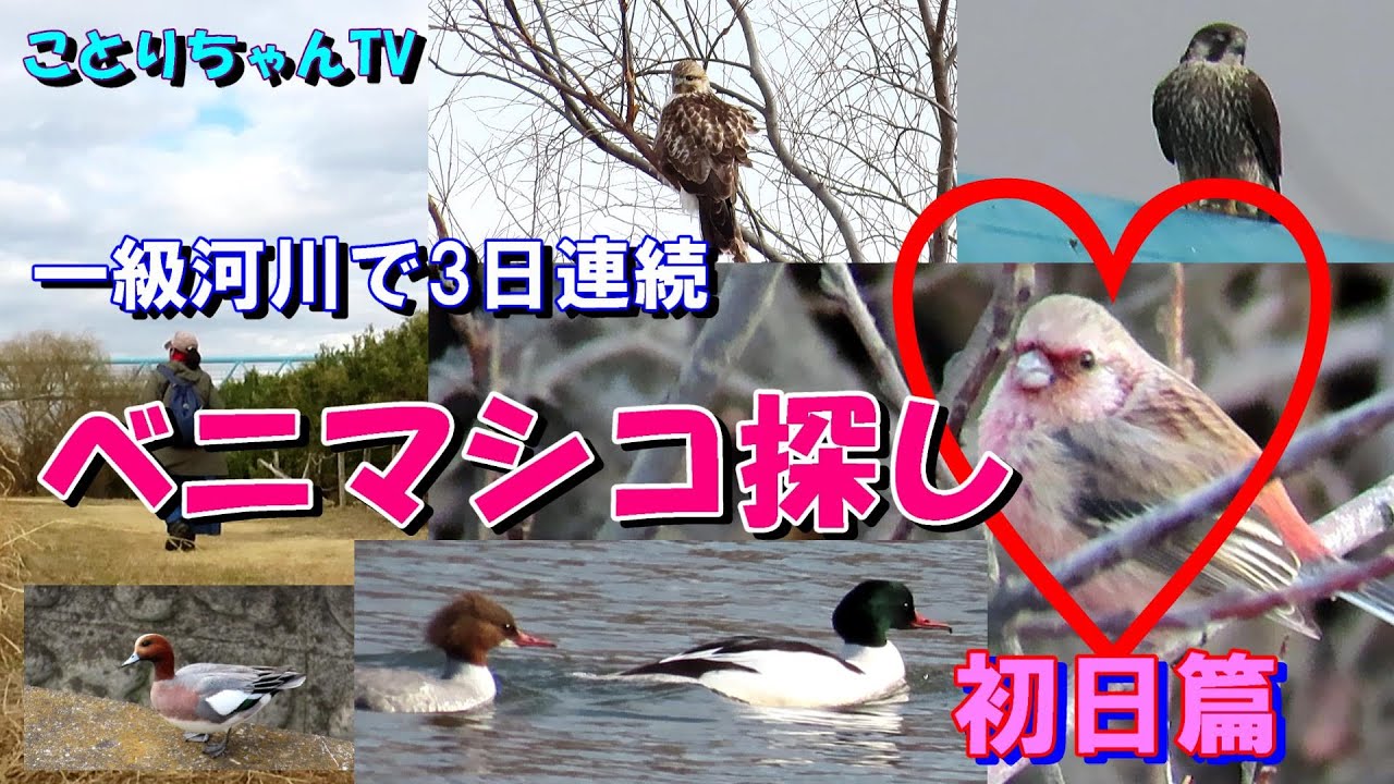 ベニマシコを訪ねて一級河川中流域の河川敷へGo！！3日連続ベニマシコ探し♪初日篇【ことりちゃんTV☆野鳥たちの物語】