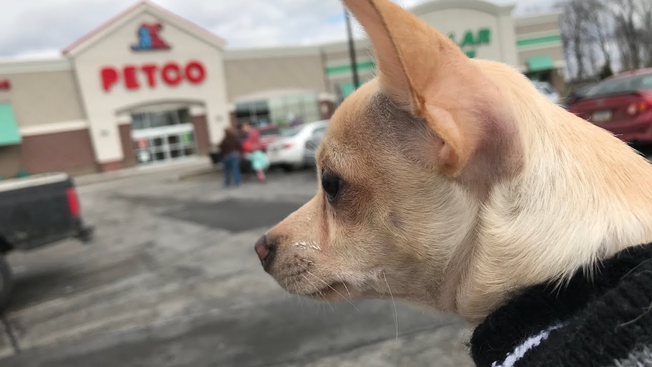 Shop With Me And My Dog At Petco