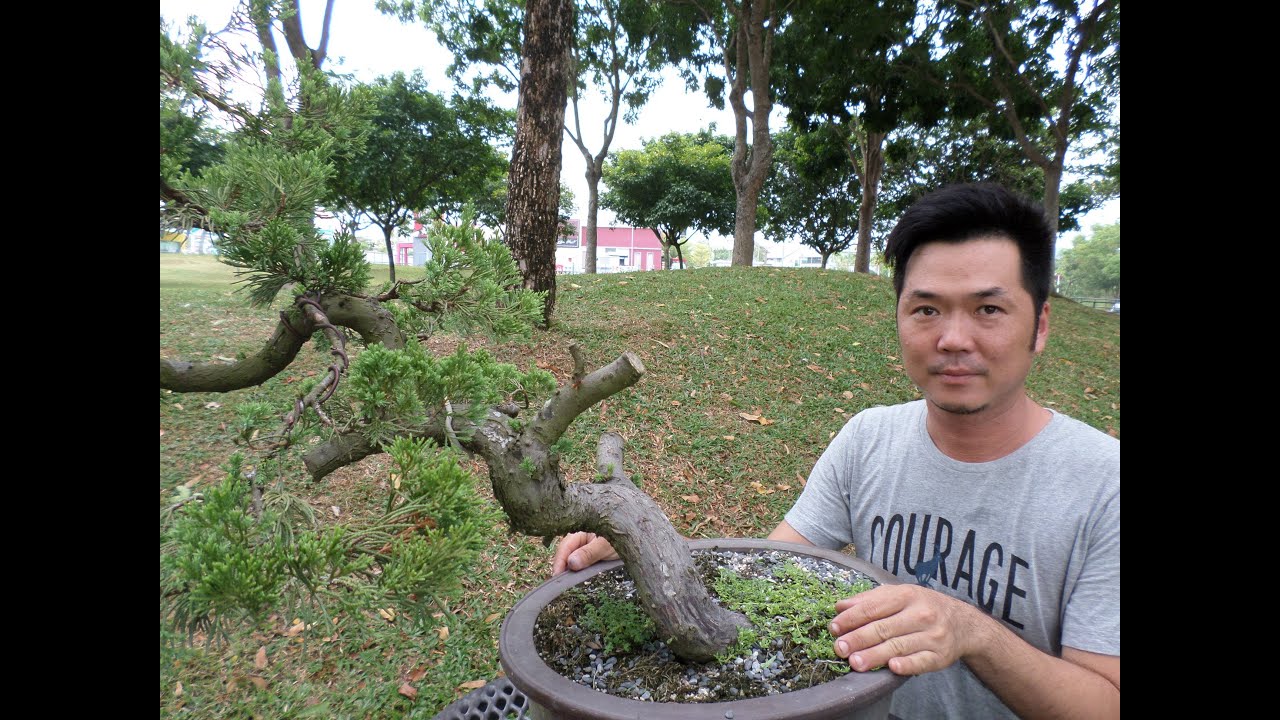 [相玉园盆景.UA BONSAI ART] - 舍利丝雕示范 #Malaysia Bonsai