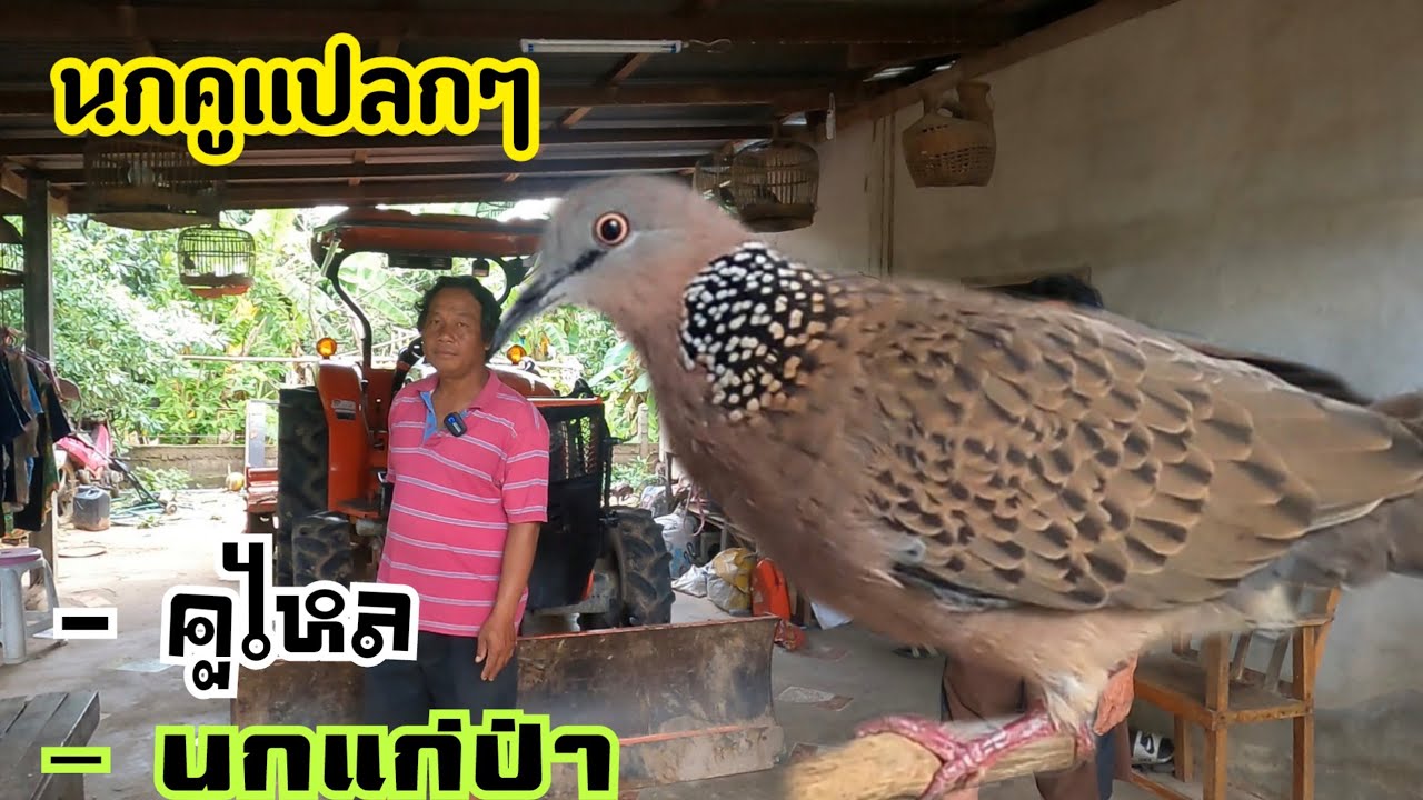 นกเขาใหญ่คูแปลก…คูไหล…. และนกแก่ป่า