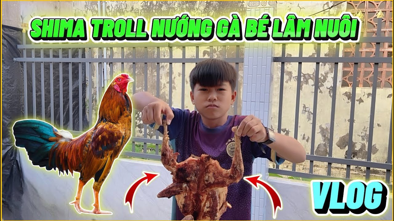 VLOG | Shima Troll Nướng Gà Bé Lâm Nuôi, Thần Đồng Bật Khóc ???