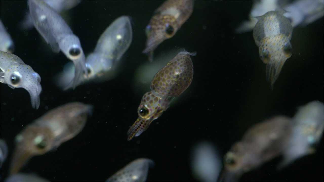 Baby Squid hatching! They went to space!