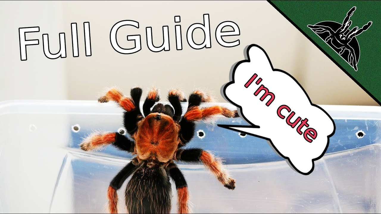 TARANTULA CARE? Complete beginner guide 101
