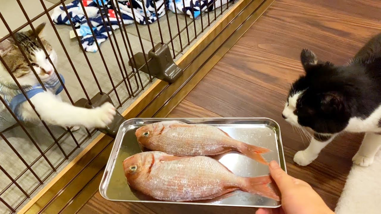 焼き魚の鯛にテンションMAXの猫たち【3月のウマウマデー】