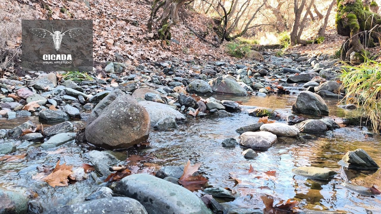 Relaxing Water Stream Sounds – Peacefull Forest – 50 Minutes – No Talking