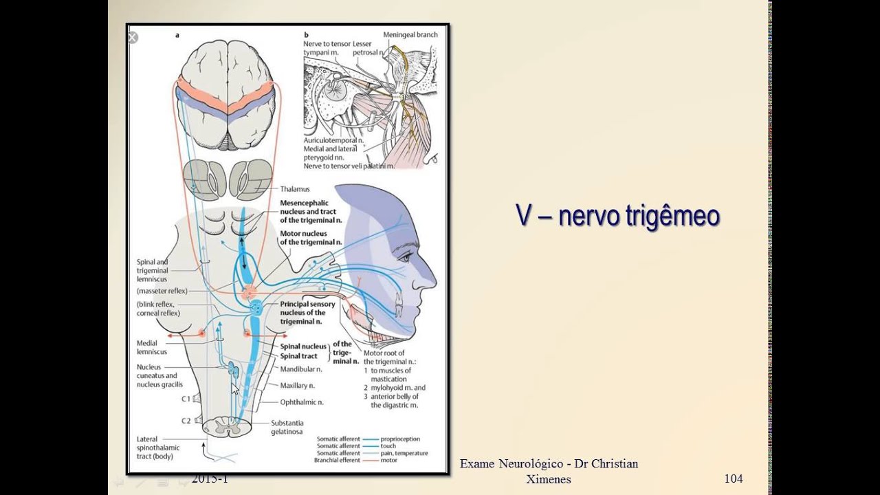 Trigêmeo V - Nervos Cranianos - Semiologia Neurológica