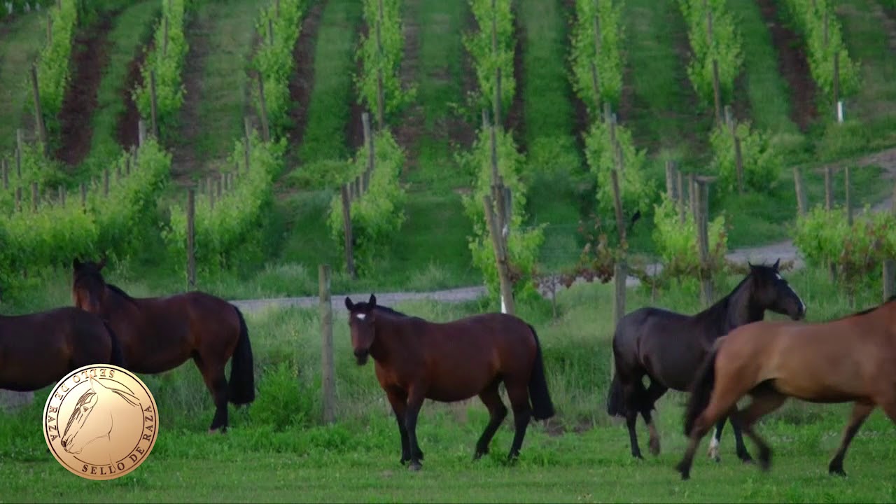 Criadero El Milagro de José Puertas