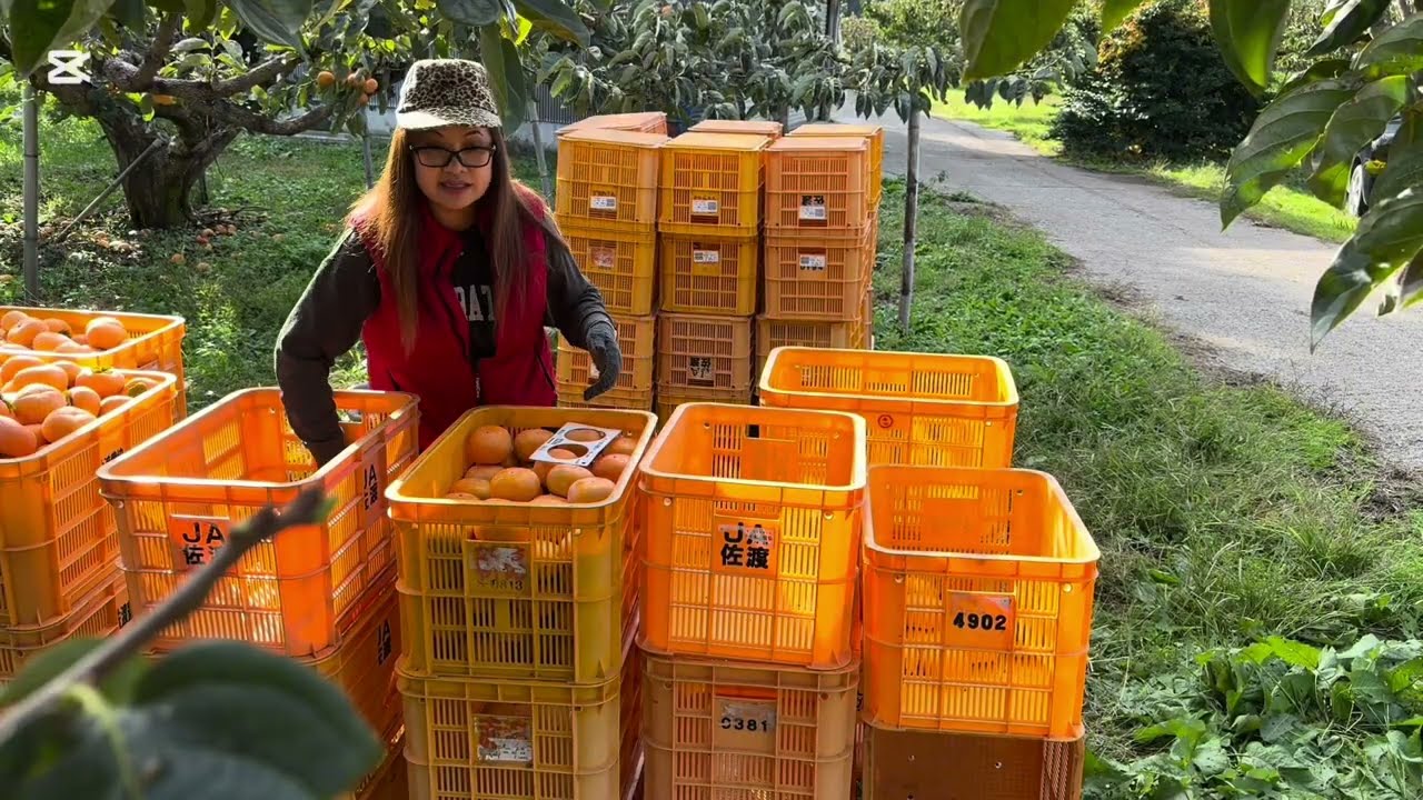 Harvesting Persimmon 2025 (part 9)