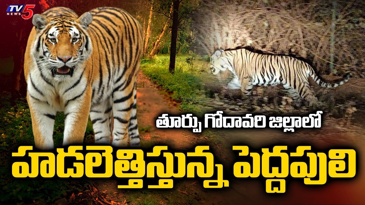 హడలెత్తిస్తున్న పెద్దపులి | Tiger Hulchul In East Godavari District | Torredu || TV5 News