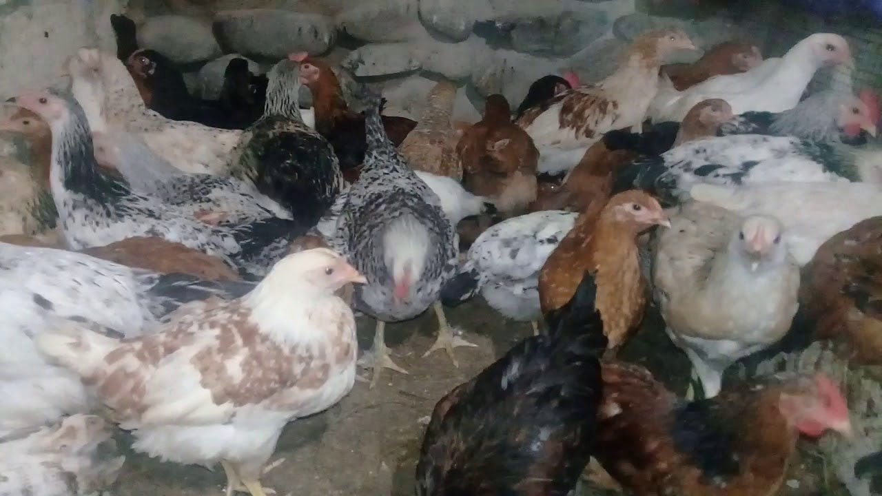 CUCELERIN 3 AYI TAMAM OLDU