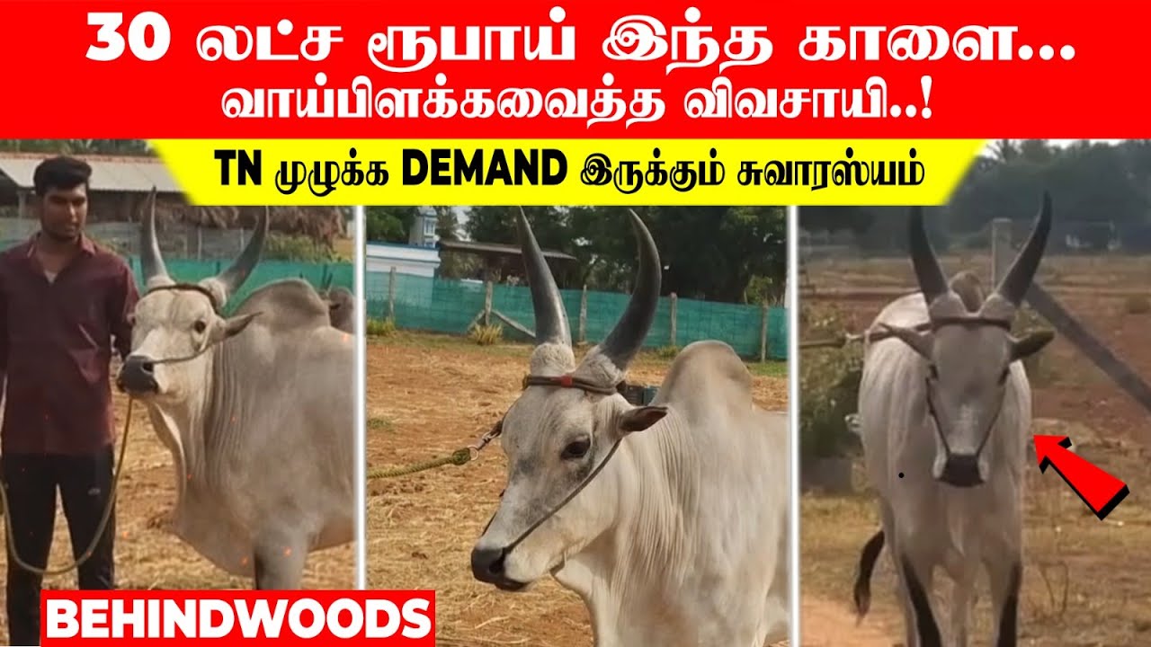 30 லட்ச ரூபாய் இந்த காளை...வாய்பிளக்கவைத்த விவசாயி..! TN முழுக்க DEMAND இருக்கும் சுவாரஸ்யம்