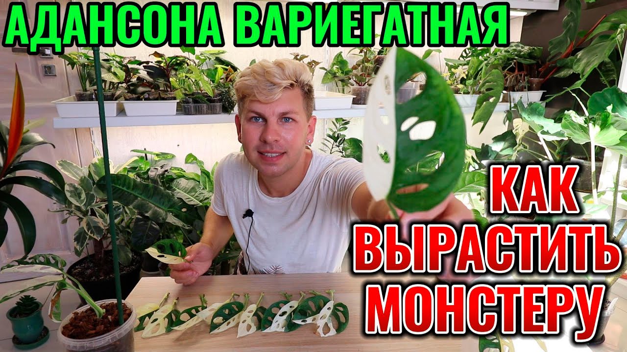 КАК ВЫРАСТИТЬ МОНСТЕРУ АДАНСОНА ВАРИЕГАТНУЮ МОИ КОМНАТНЫЕ РАСТЕНИЯ ЦВЕТУТ ЦВЕТЫ