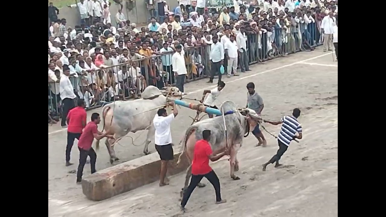 💥 కుందూరు రామ్ భూపాల్ రెడ్డి గారి సారథ్యంలో 💥MCOR BULLS&TTRBULLS కొండయ్యా స్వామి జాక్ పాట్ విభాగం 🥈