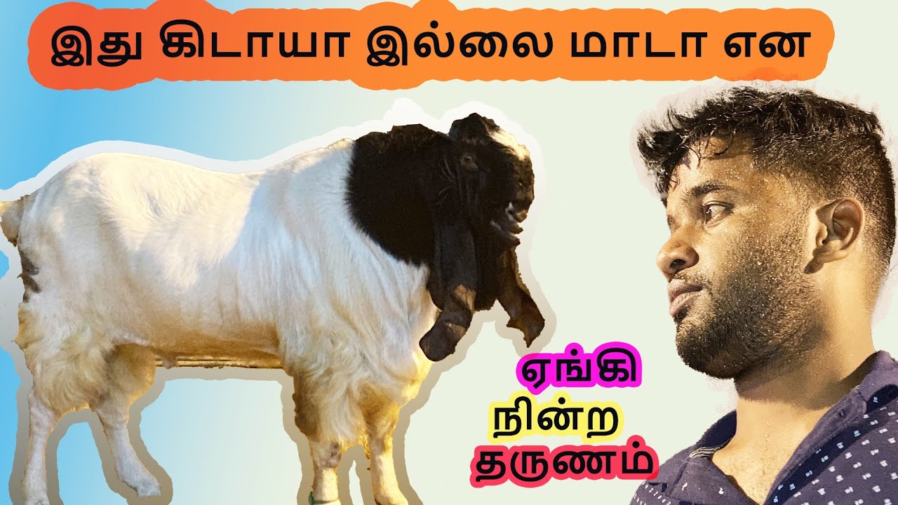 கவுணாவத்தையில் கூட இப்படி ஒரு ஆடு இல்லை | கண்ணீர் விட்ட உரிமையாளர் | kavunavathai vs perampala velvi