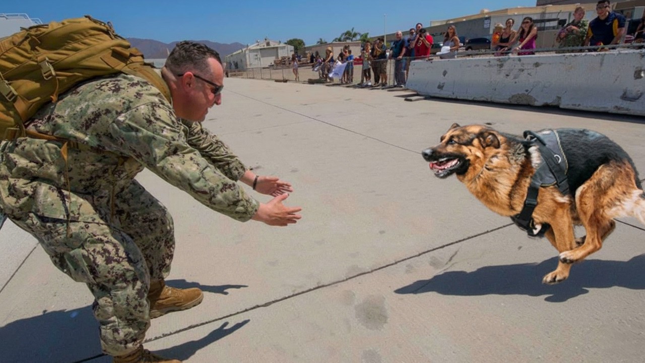 101 Times When Animals Remembered Their Owner After a Long Time Apart 💔