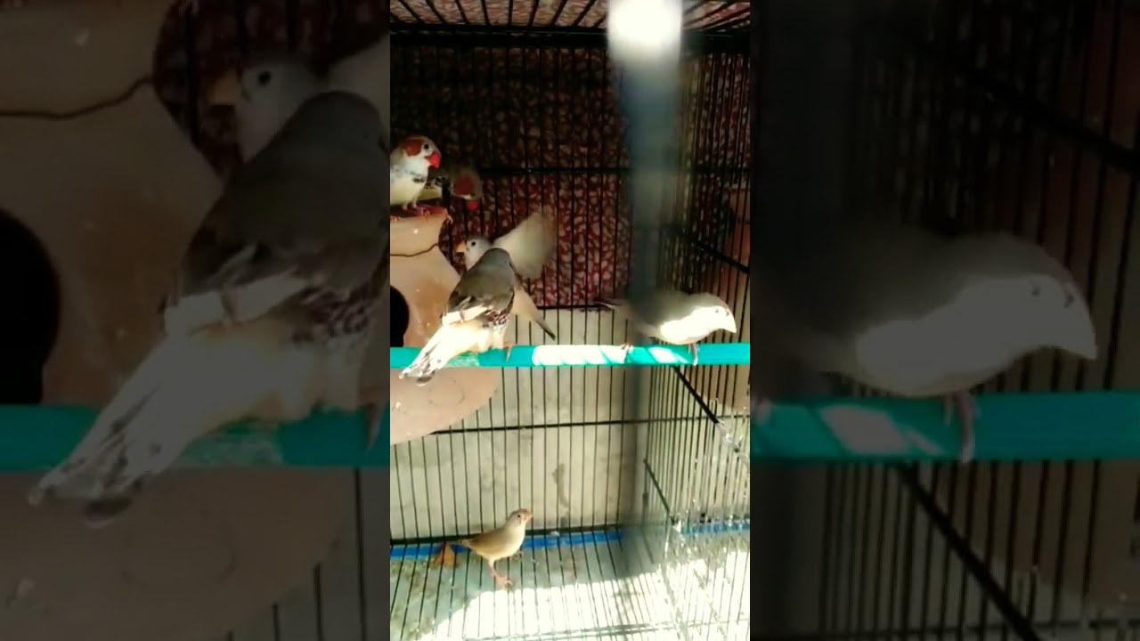 #mutation finches breeding #viralvideo
