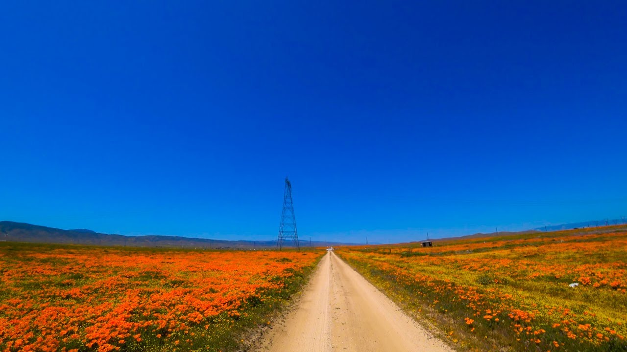 Superbloom: Antelope Valley California Poppy Reserve scenic drive 4k
