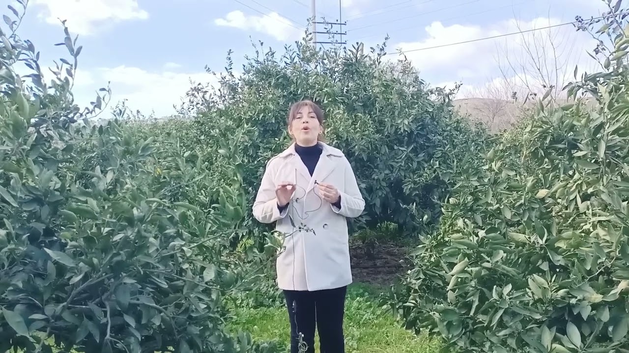 Turunçgilde Şubat Bakımı