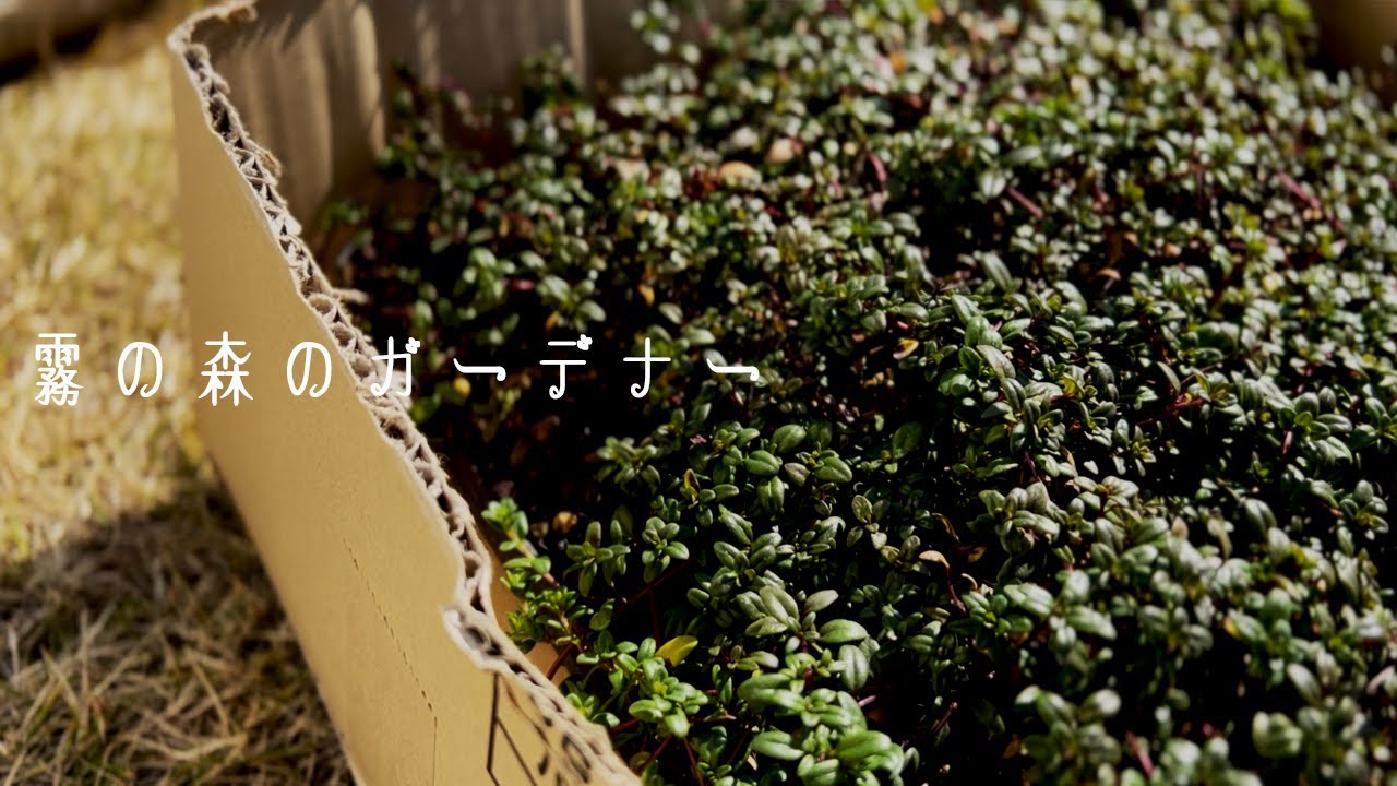 1月に迎えたクリーピングタイム（雑草対策）