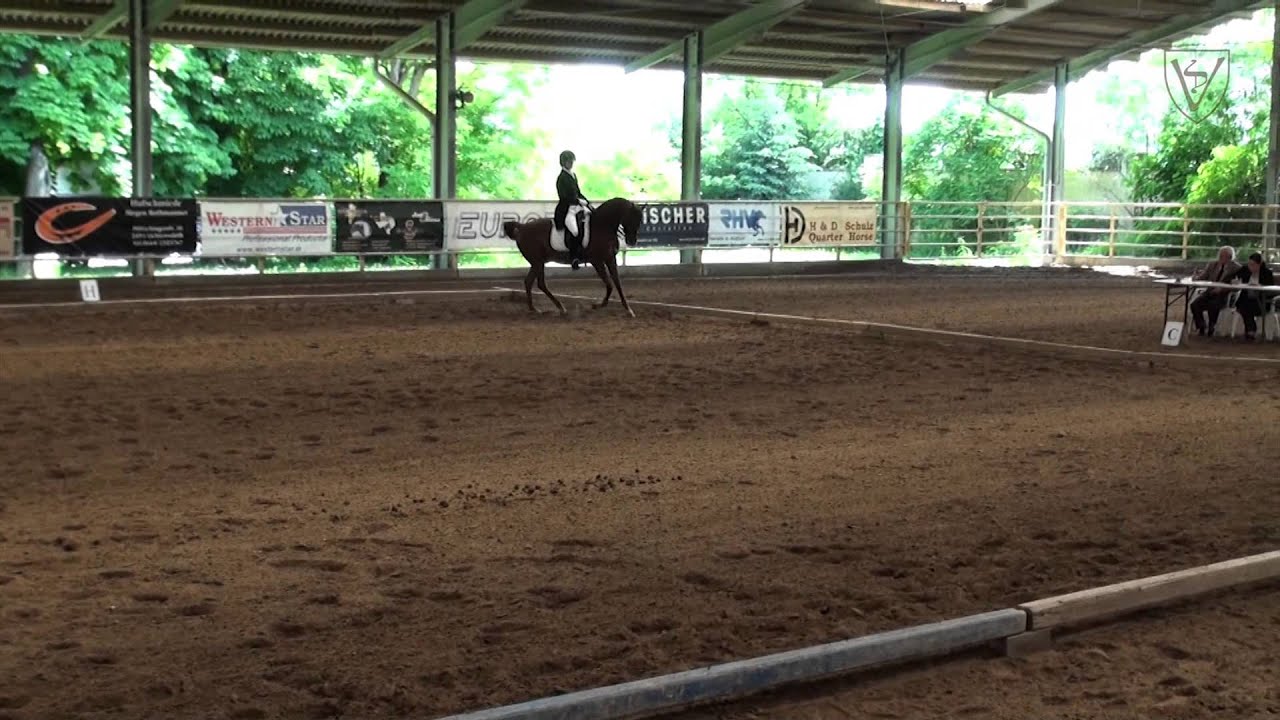 Galahad - arabian gelding
