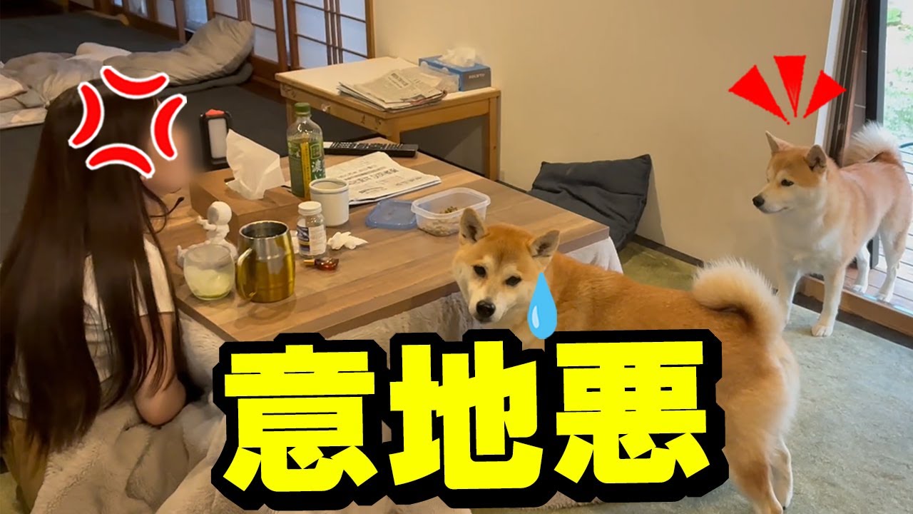 仕事をサボろうとする娘に意地悪して激怒させる柴犬が面白い