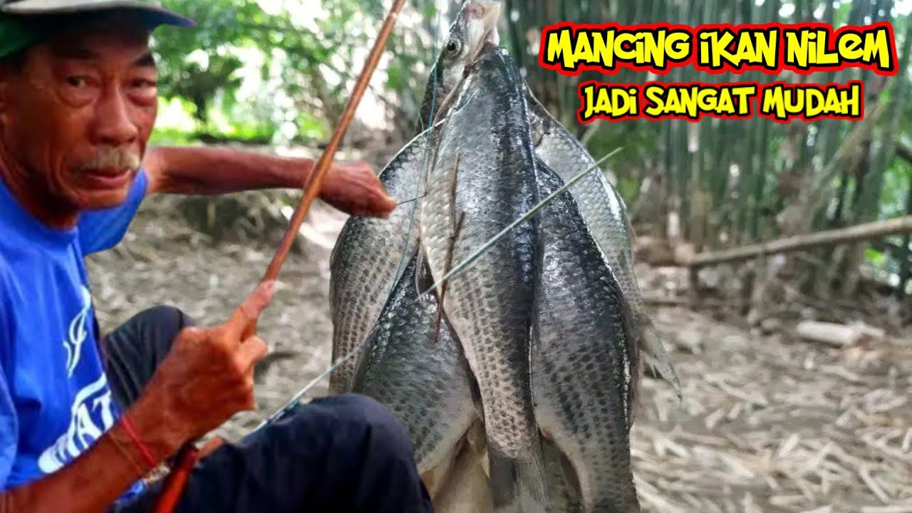 HOW TO FISH FOR NILEM FISH || LEGACY FROM GRANDFATHER GUARANTEED EFFECTIVE